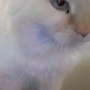 Meet your Posher, Joanne